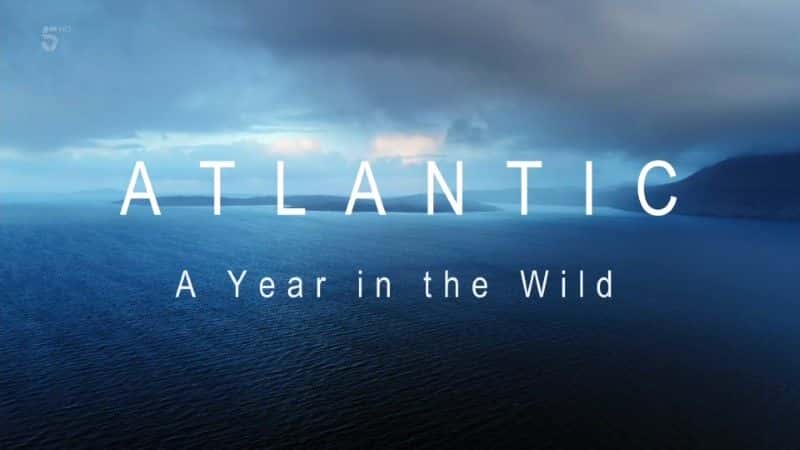 ¼ƬҰһ/Atlantic: A Year in the Wild-Ļ