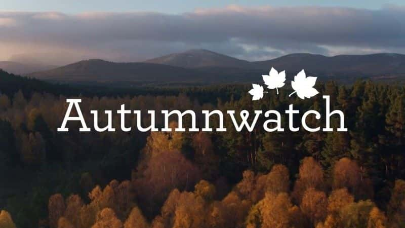 ¼Ƭ2019＾۲/Autumnwatch 2019-Ļ