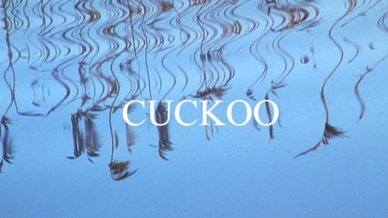 ¼Ƭ/Cuckoo-Ļ