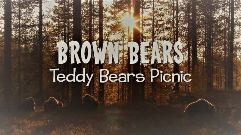 ¼Ƭܣ̩Ұ/Brown Bears: Teddy Bears Picnic-Ļ