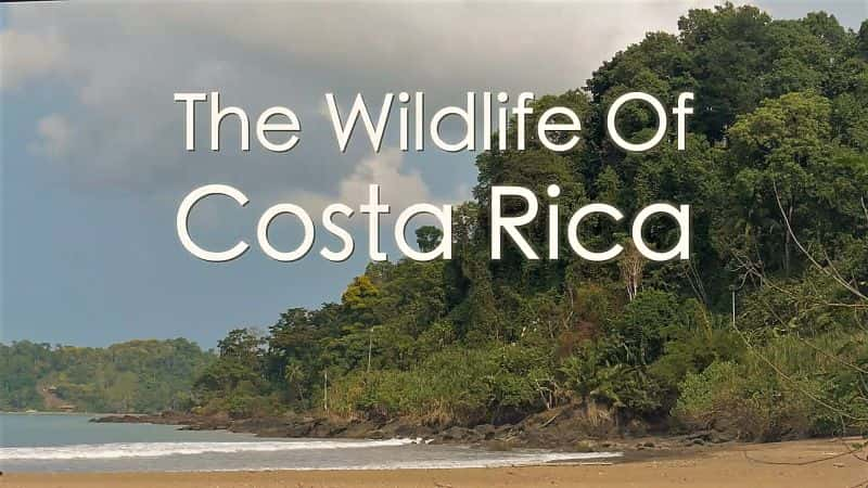 ¼Ƭ˹ӣʺµҰ/Costa Rica: Wildlife under the Rainbow-Ļ