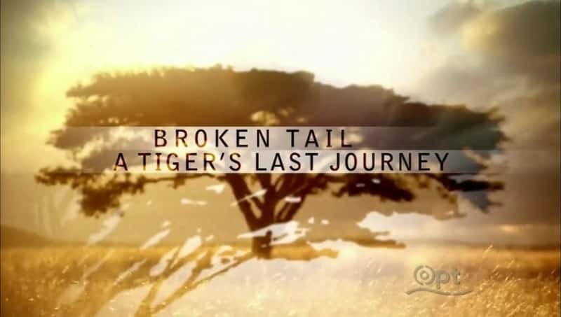 ¼Ƭβһֻϻó/Broken Tail: A Tiger's Last Journey-Ļ