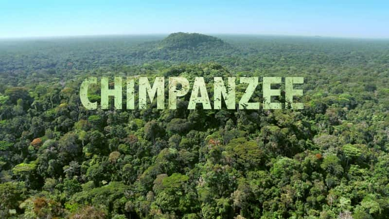 ¼Ƭ/Chimpanzee-Ļ