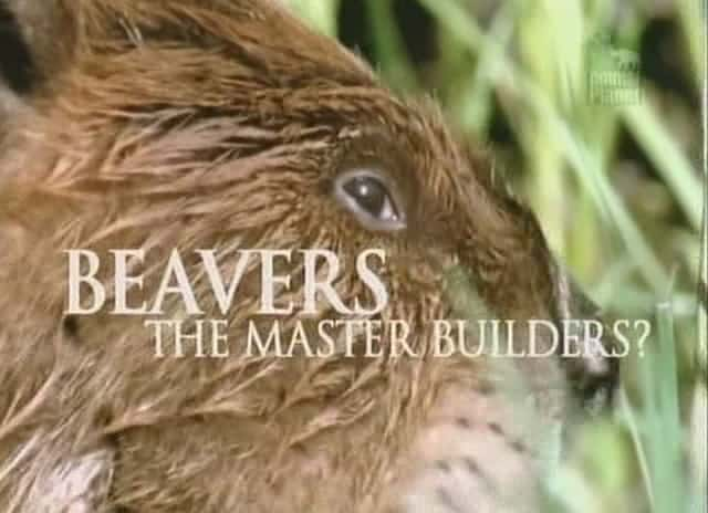 ¼Ƭ-ʦʦ/Beavers - The Master Builders-Ļ