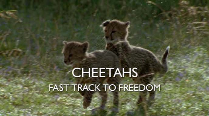 ¼ƬԱ-ɵĿ쳵/Cheetahs - Fast Track to Freedom-Ļ