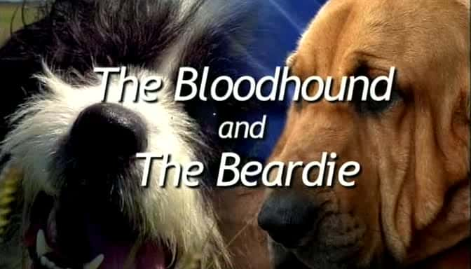 ¼ƬѪȮɽȮ/The Bloodhound and the Beardie-Ļ