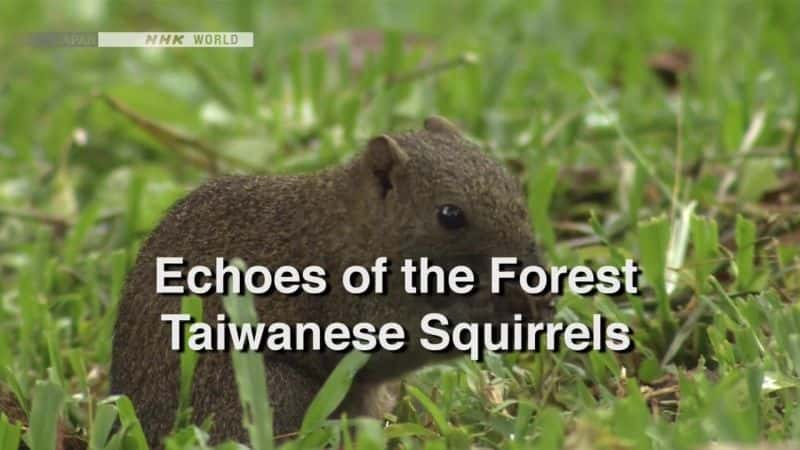 ¼ƬɭֵĻ̨/Echoes of the Forest: Taiwanese Squirrels-Ļ