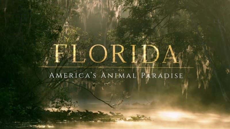 ¼ƬĶ/Florida: America's Animal Paradise-Ļ
