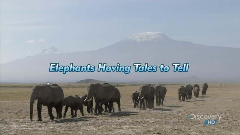 ¼ƬйҪ/Elephants Having Tales to Tell-Ļ