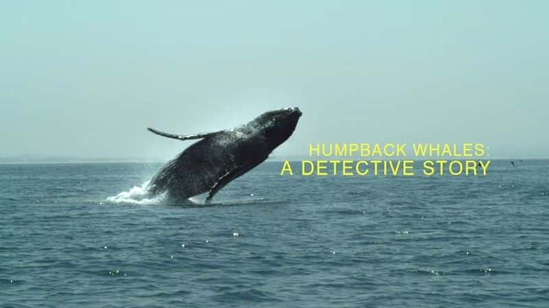 ¼Ƭͷ̽/Humpback Whales: A Detective Story-Ļ