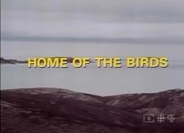 ¼Ƭļ԰/Home of the Birds-Ļ