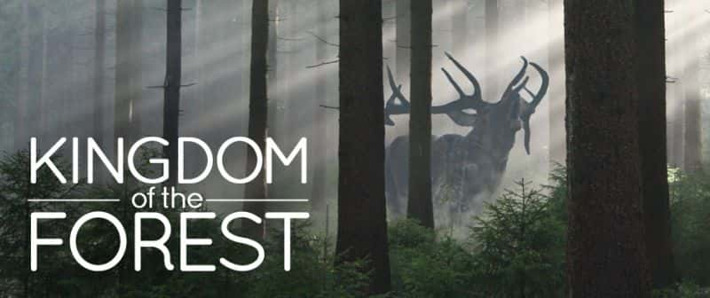 ¼Ƭɭ/Kingdom of the Forest-Ļ