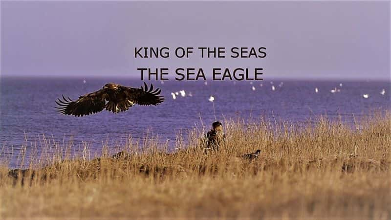 ¼Ƭ֮ӥ/King of the Seas: The Sea Eagle-Ļ