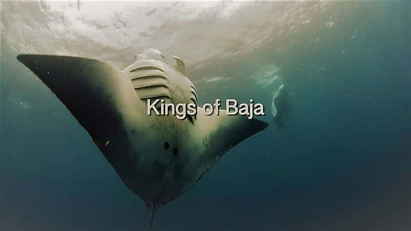 ¼Ƭ͹֮/Kings of Baja-Ļ