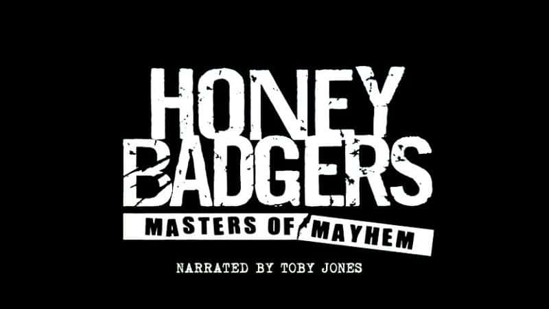 ¼Ƭⵣ֮/Honey Badgers: Masters of Mayhem-Ļ