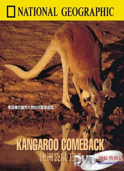 ¼ƬĻع/Kangaroo Comeback-Ļ