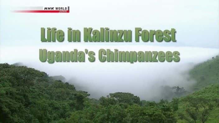 ¼Ƭɭеڸɴĺ/Life in Kalinzu Forest: Uganda's Chimpanzees-Ļ