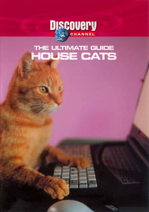 ¼Ƭè/House Cats-Ļ