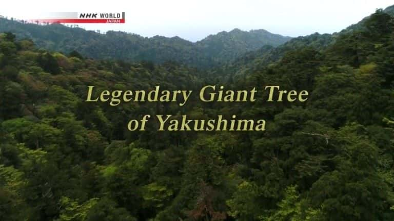 ¼Ƭݾõ/Legendary Giant Tree of Yakushima-Ļ