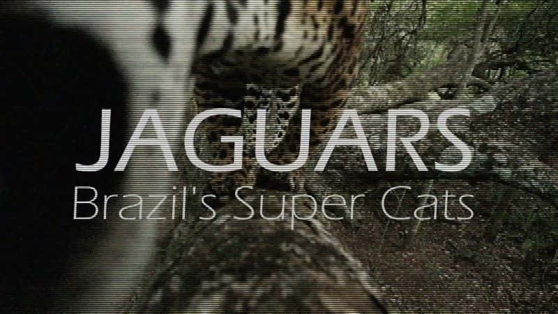 ¼Ƭޱĳè/Jaguars: Brazil's Super Cats-Ļ