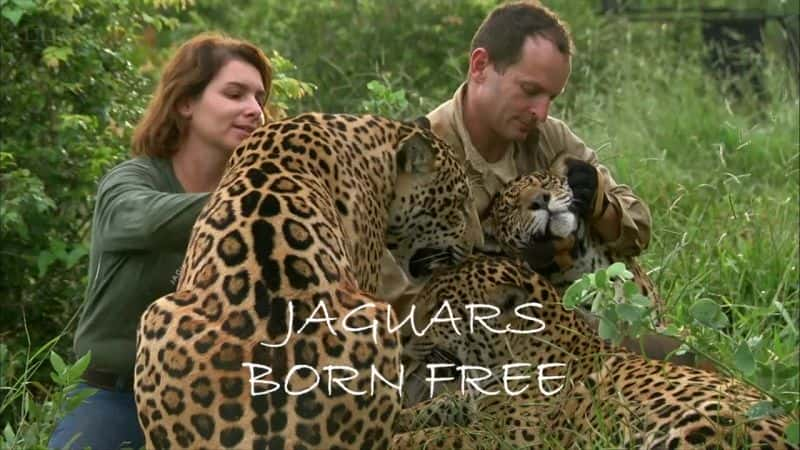 ¼Ƭޱ - ɳ/Jaguars - Born Free-Ļ