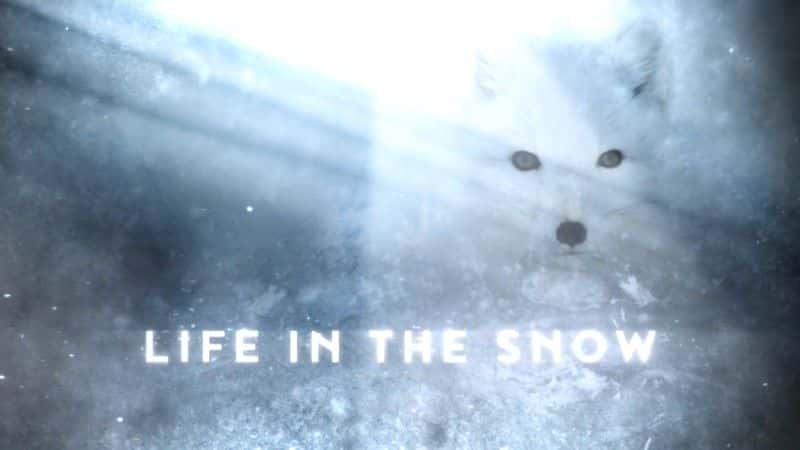 ¼Ƭѩе/Life in the Snow-Ļ