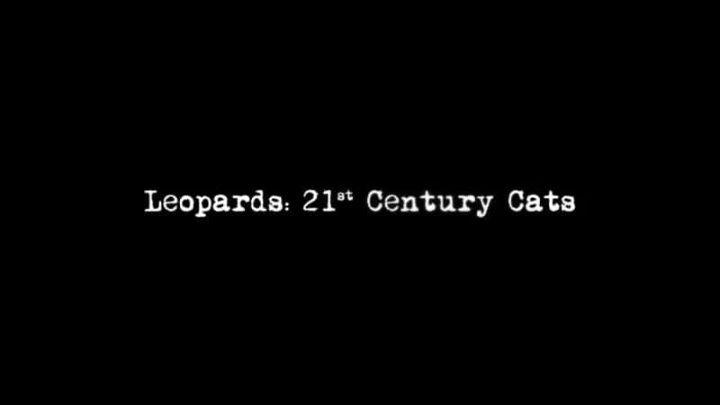 ¼Ƭӣ21͵èƶ/Leopards: 21st Century Cats-Ļ