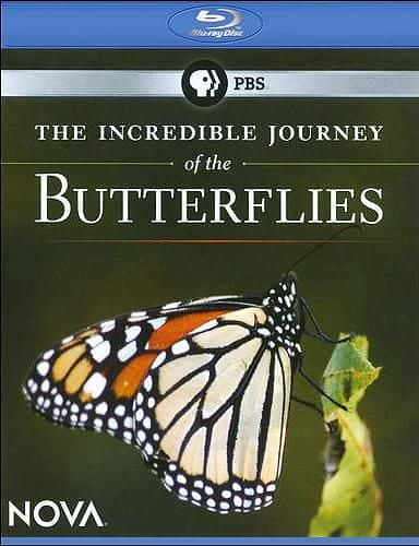 ¼Ƭľó/The Incredible Journey of the Butterflies-Ļ