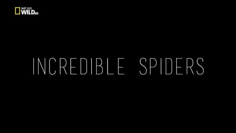 ¼Ƭŵ֩/Incredible Spiders-Ļ