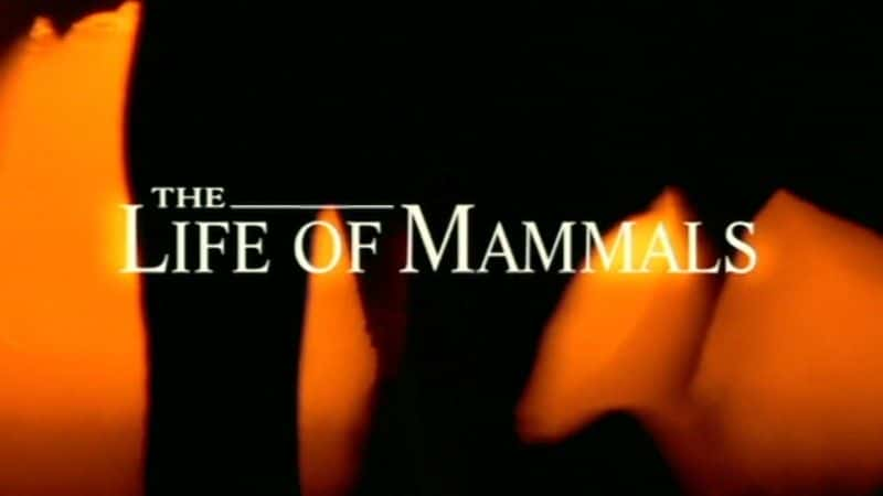 ¼Ƭ鶯/The Life of Mammals-Ļ