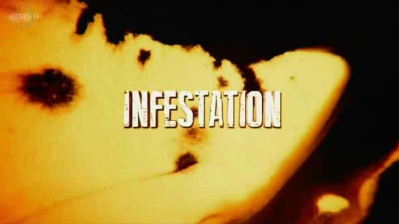 ¼Ƭ/Infestation-Ļ