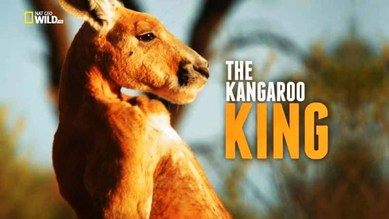 ¼Ƭ֮/The Kangaroo King-Ļ