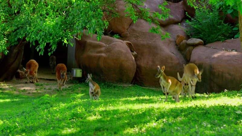 ¼Ƭϳ/Kangaroo Trailer-Ļ