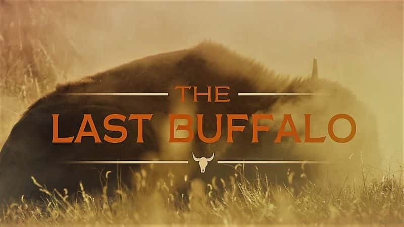 ¼Ƭˮţ/The Last Buffalo-Ļ