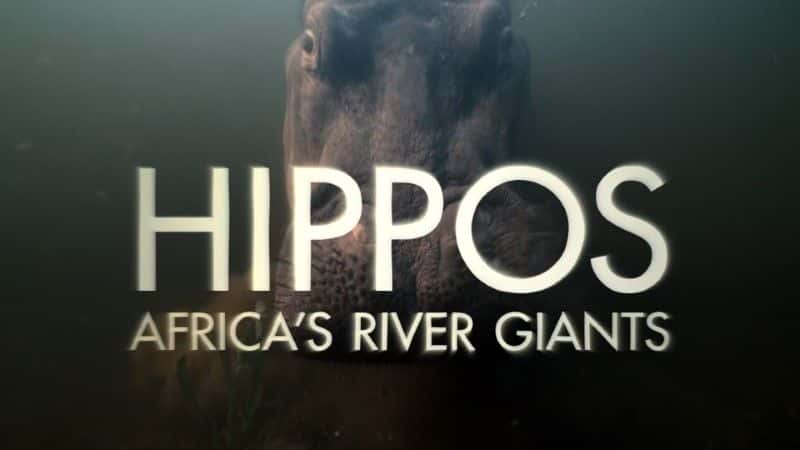 ¼Ƭ޵ĺӾ/Hippos: Africa's River Giants-Ļ