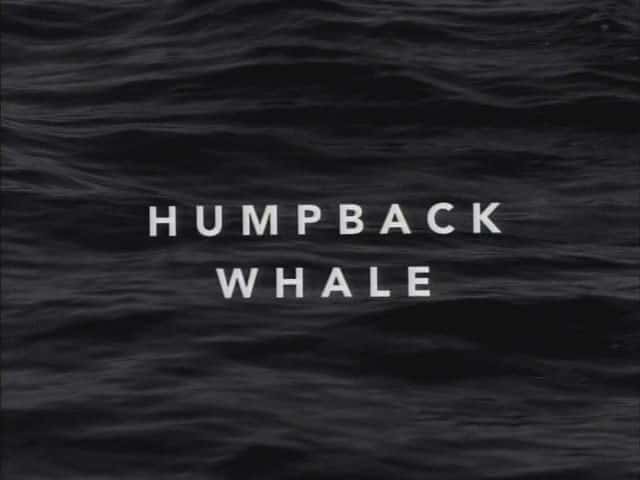 ¼Ƭͷ/Humpback Whale-Ļ
