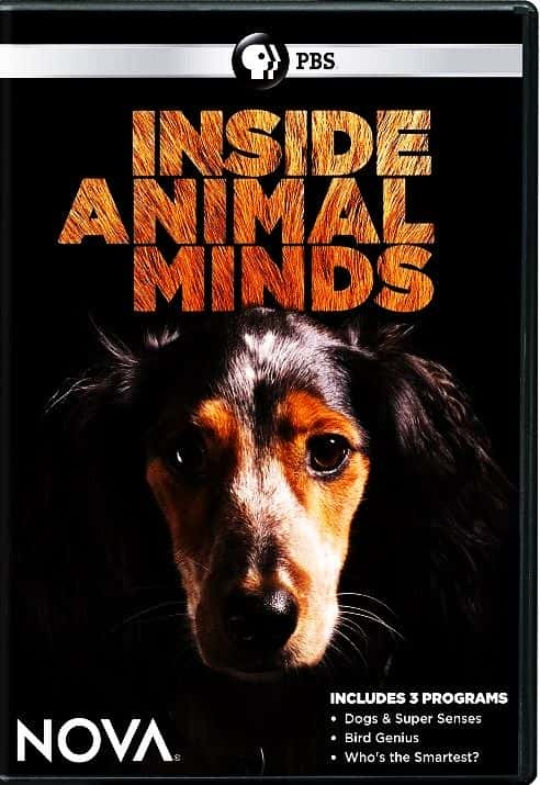 ¼Ƭ/Inside Animal Minds-Ļ