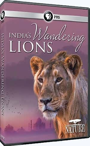 ¼Ƭӡȵʨ/India's Wandering Lions-Ļ