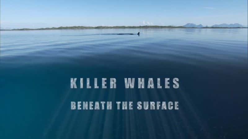 ¼Ƭˮµ/Killer Whales: Beneath the Surface-Ļ