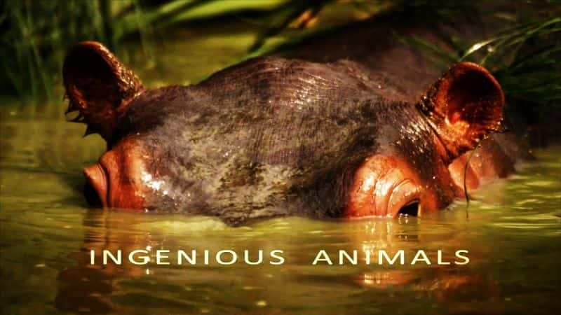 ¼ƬĶһ/Ingenious Animals: Series 1-Ļ