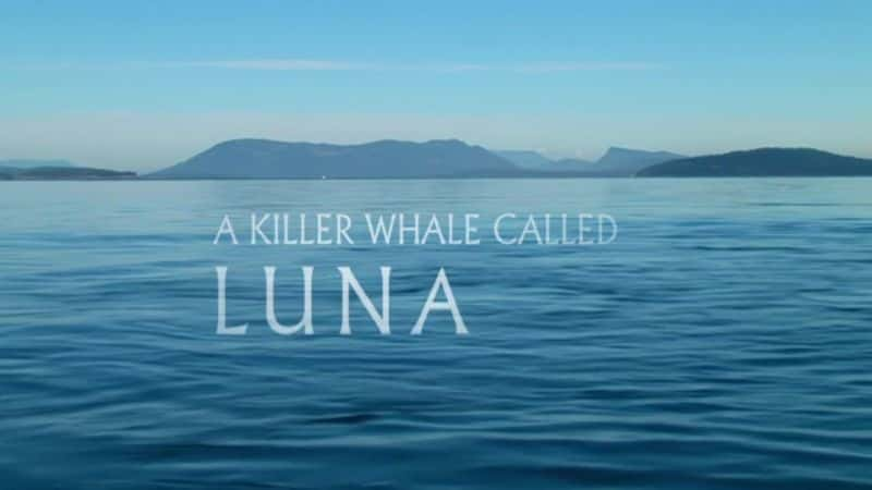 ¼Ƭһֻ¶ȵĻ/A Killer Whale Called Luna-Ļ