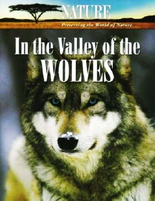 ¼Ƭǵɽ/In the Valley of the Wolves-Ļ