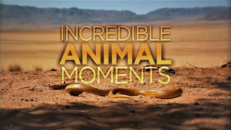 ¼ƬŵĶʱ/Incredible Animal Moments-Ļ