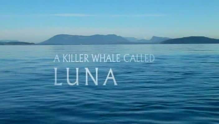 ¼Ƭһֻ¶ȵĻ/A Killer Whale Called Luna-Ļ