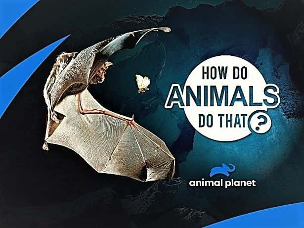 ¼Ƭһ㣿2/How Do Animals Do That? Series 2-Ļ