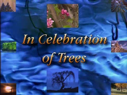 ¼Ƭףľ/In Celebration of Trees-Ļ