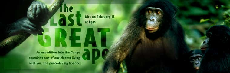 ¼ƬĴ/The Last Great Ape-Ļ