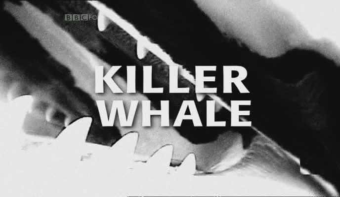 ¼ƬĻ/Killer Whale-Ļ