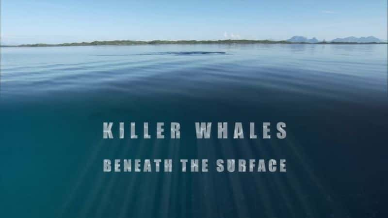 ¼Ƭˮµ/Killer Whales: Beneath the Surface-Ļ