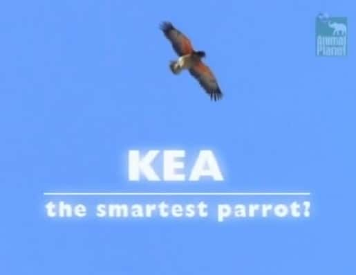 ¼Ƭ - /Kea - The Smartest Parrot-Ļ